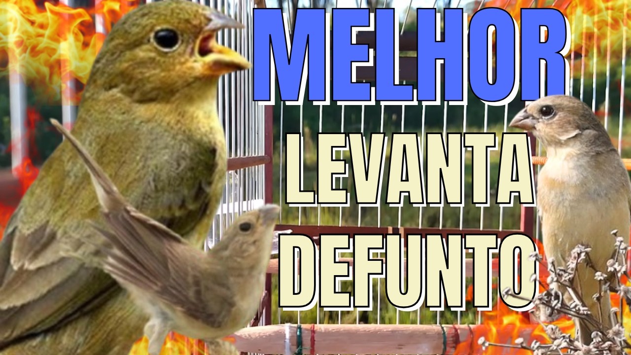 fêmea de papa capim chamando levanta até defunto seu papa capim vai ficar louco !