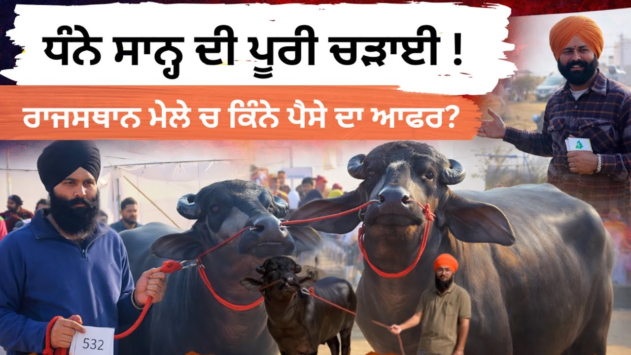 ਰਾਜਸਥਾਨ ਪਸ਼ੂ ਮੇਲੇ ਚ ਧੰਨੇ ਸਾਨ੍ਹ ਦੇ ਚਰਚੇ , ਕਹਿੰਦੇ ਮੂੰਹੋਂ ਮੰਗੇ ਪੈਸੇ ਲੈਣੇ! Dairy farming | dairy farm 