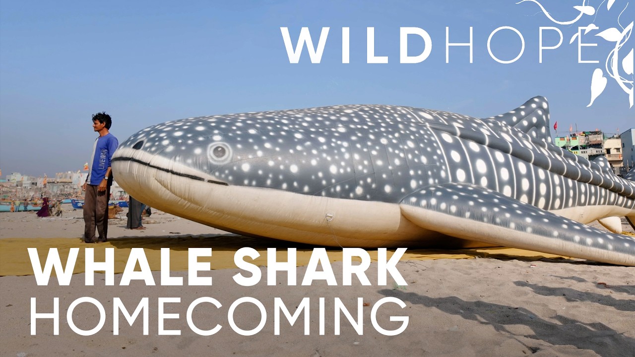 Whale Sharks in Gujarat Are Finally on the Rise | WILD HOPE