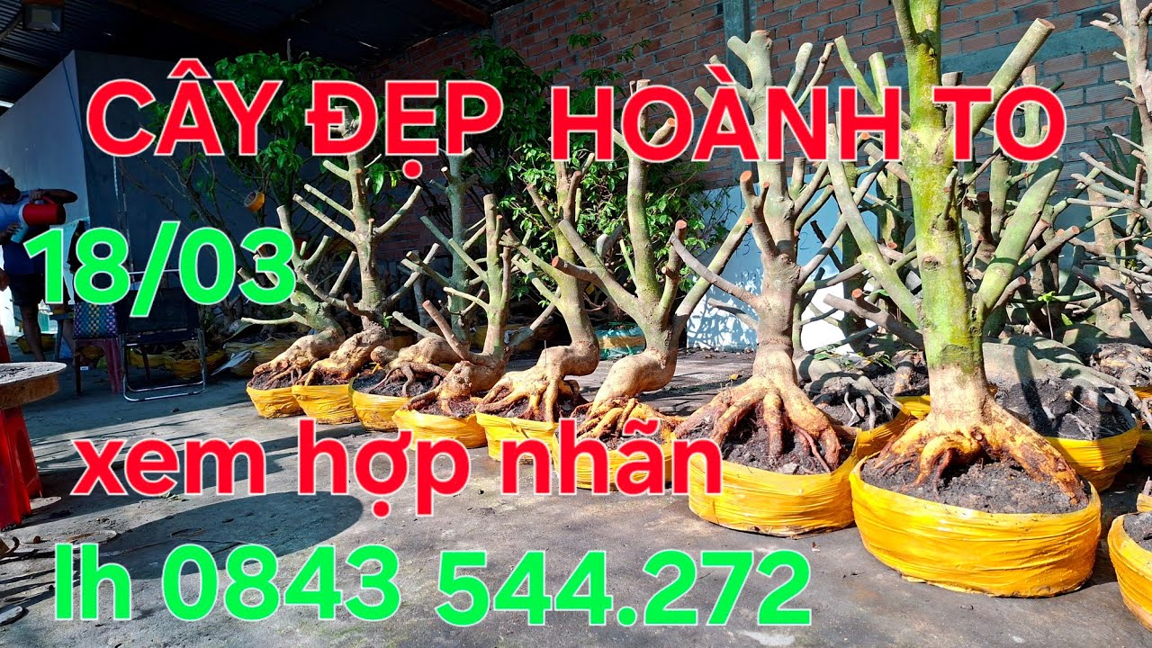 18/03 tham khảo và giao lưu lô mai mới về của em nhé.LH 0843.544.272 ( HẢI )@.COM.VN