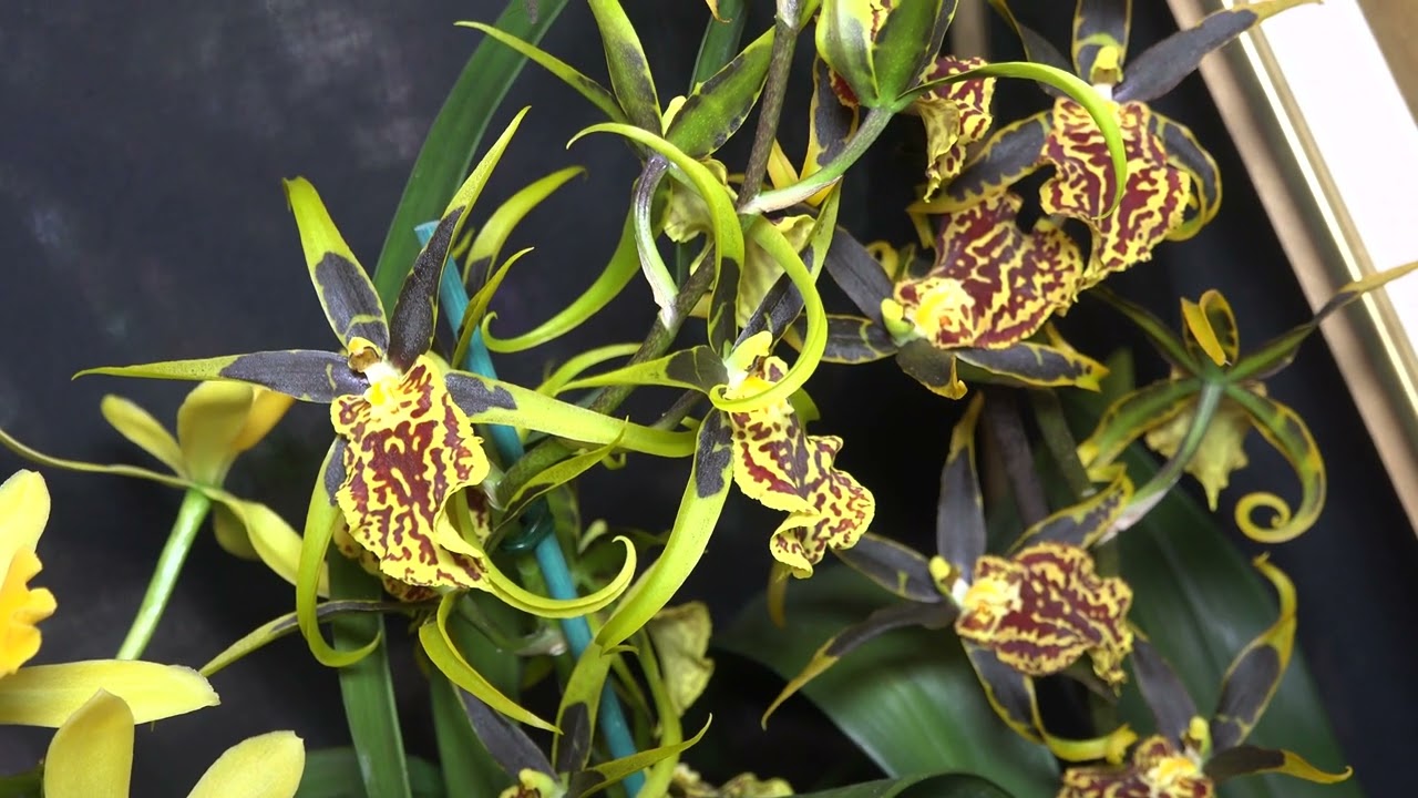 MOSTRA  ORCHIDEE PIOVERA 2025