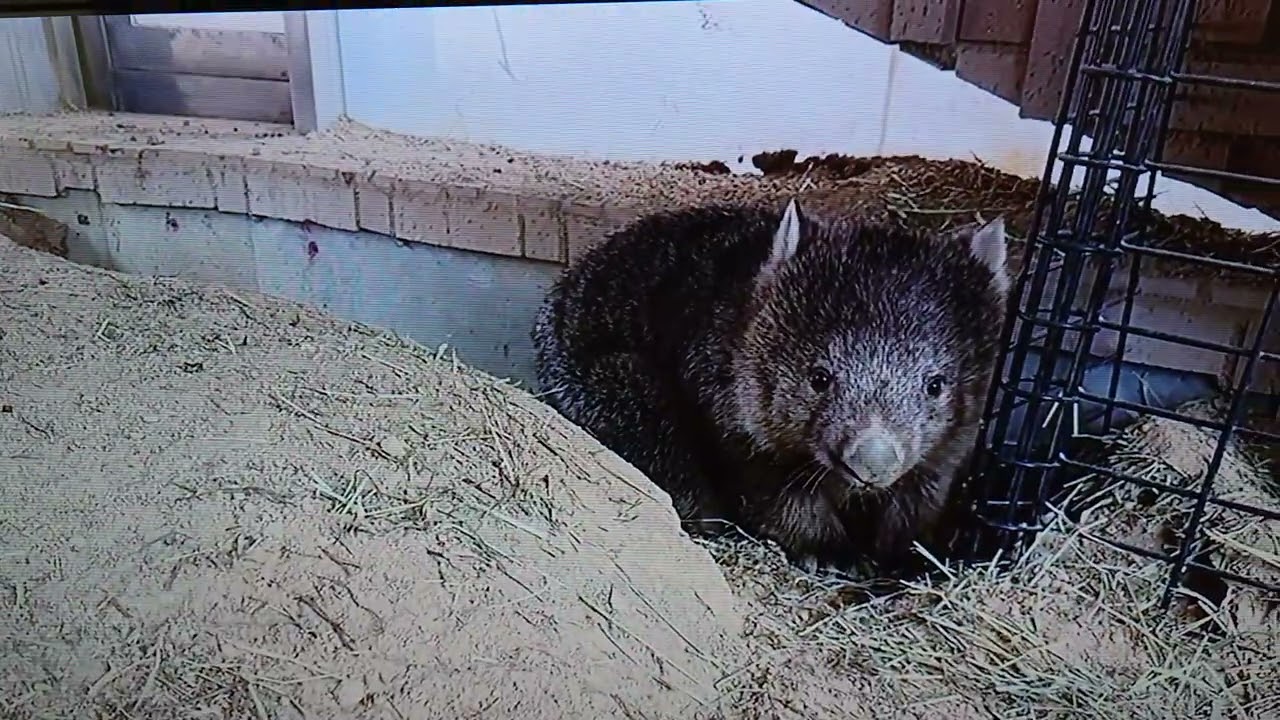 市役所の展示、ウォンバット
