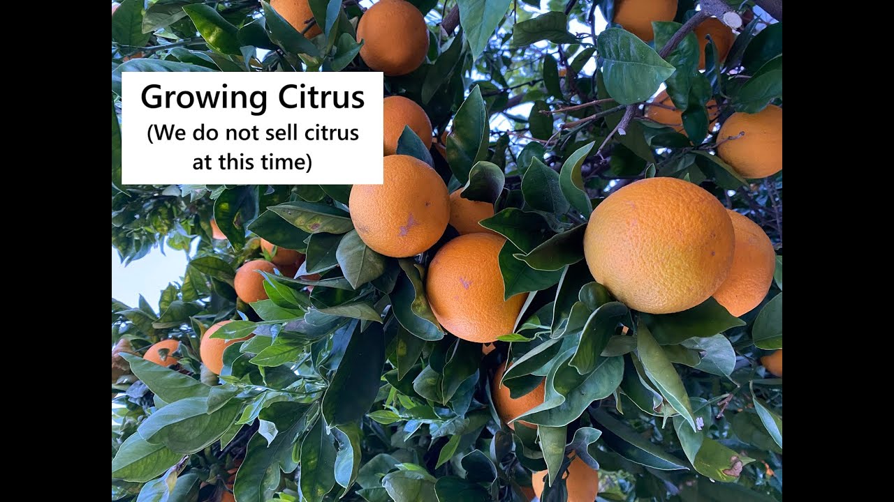 Growing Citrus