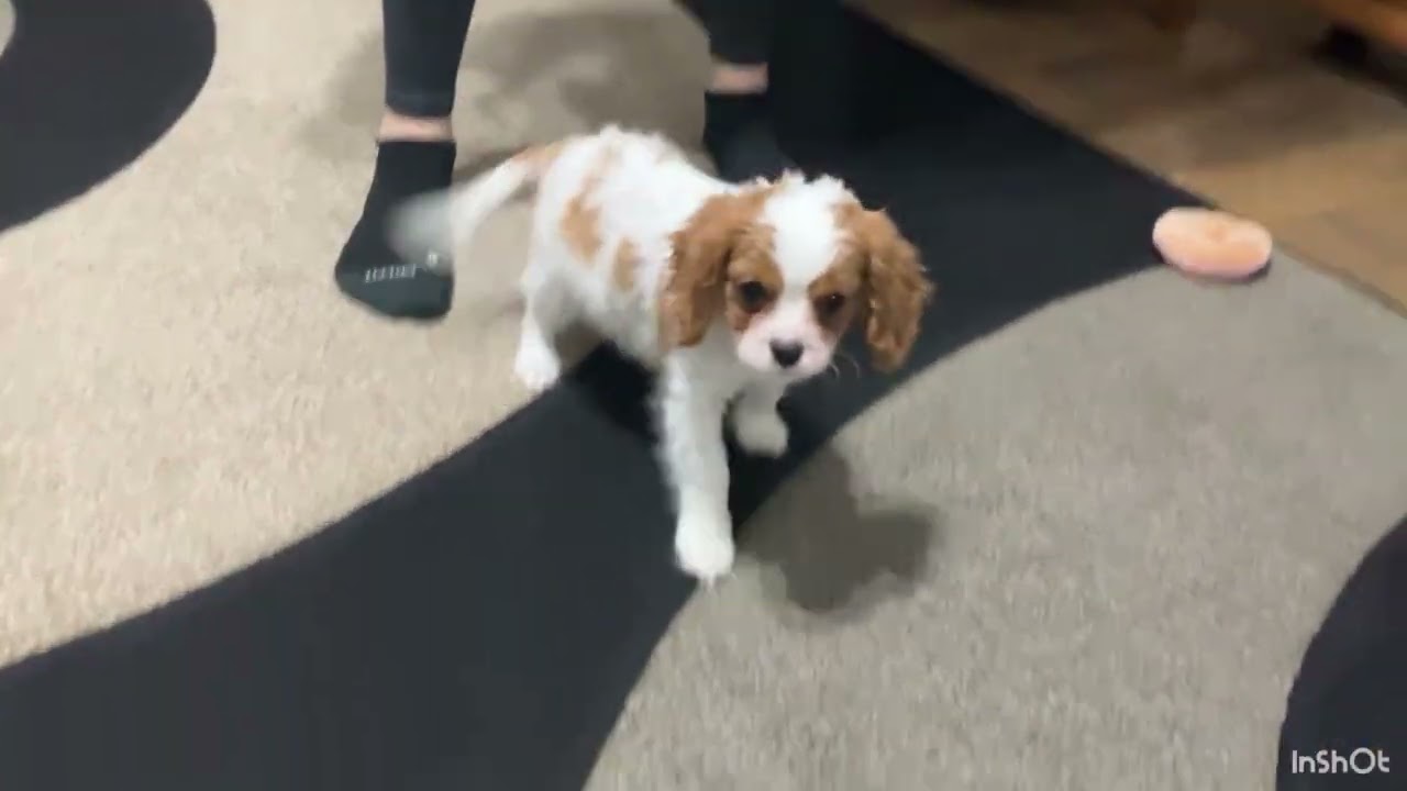 Cavalier Puppy Berkeley 
