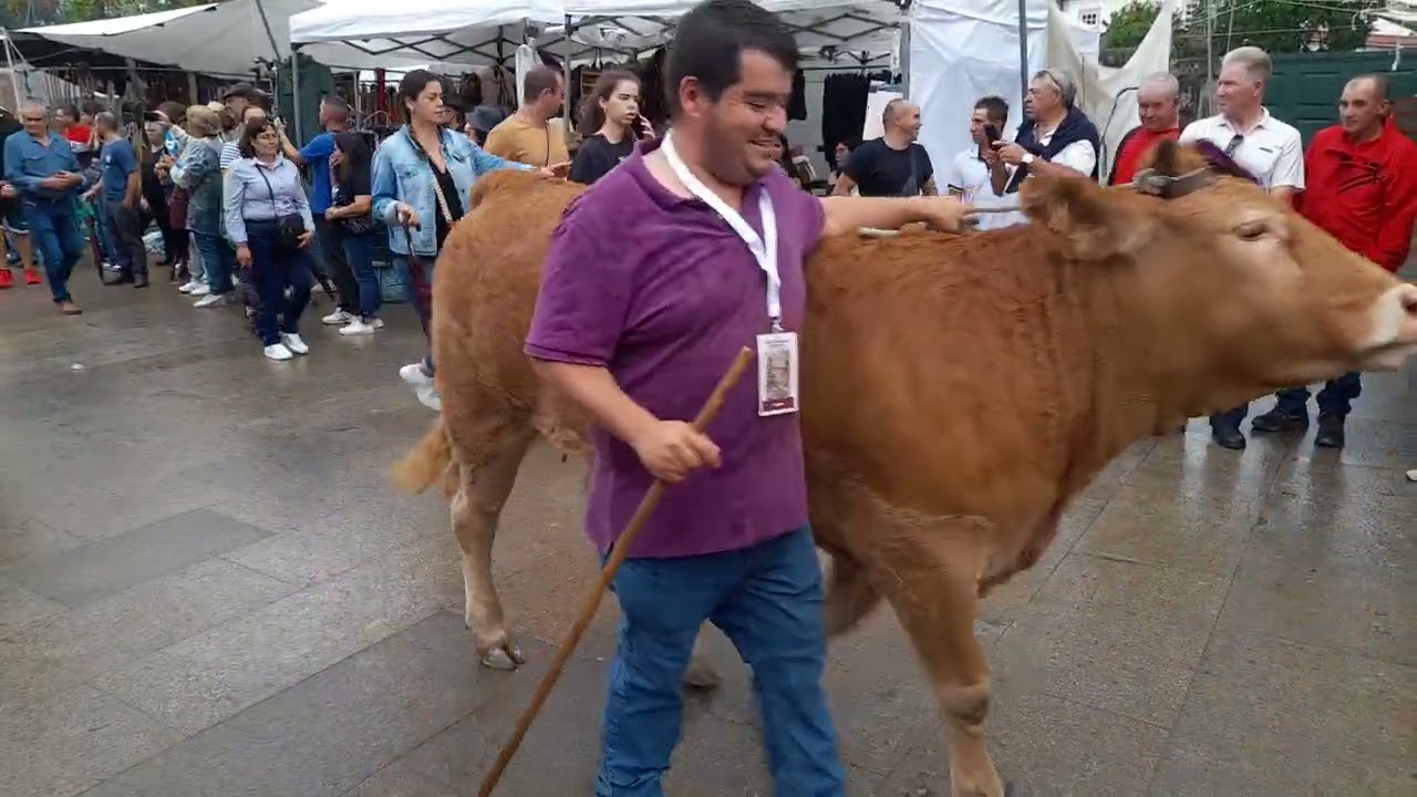 Desfile de gado em Ponte de Lima 2023