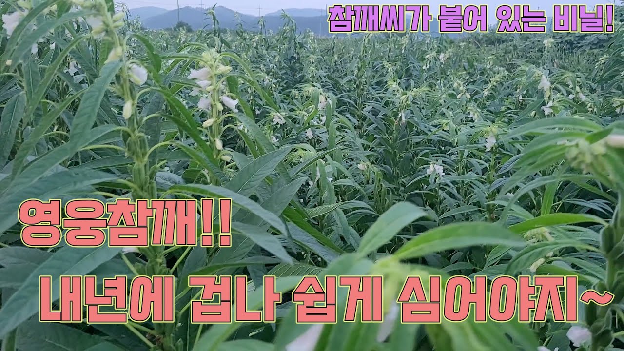 영웅참깨!! 내년에 겁나 쉽게 심을거에요!! 씨비닐로!!! 농사의 여신표 참깨농사!