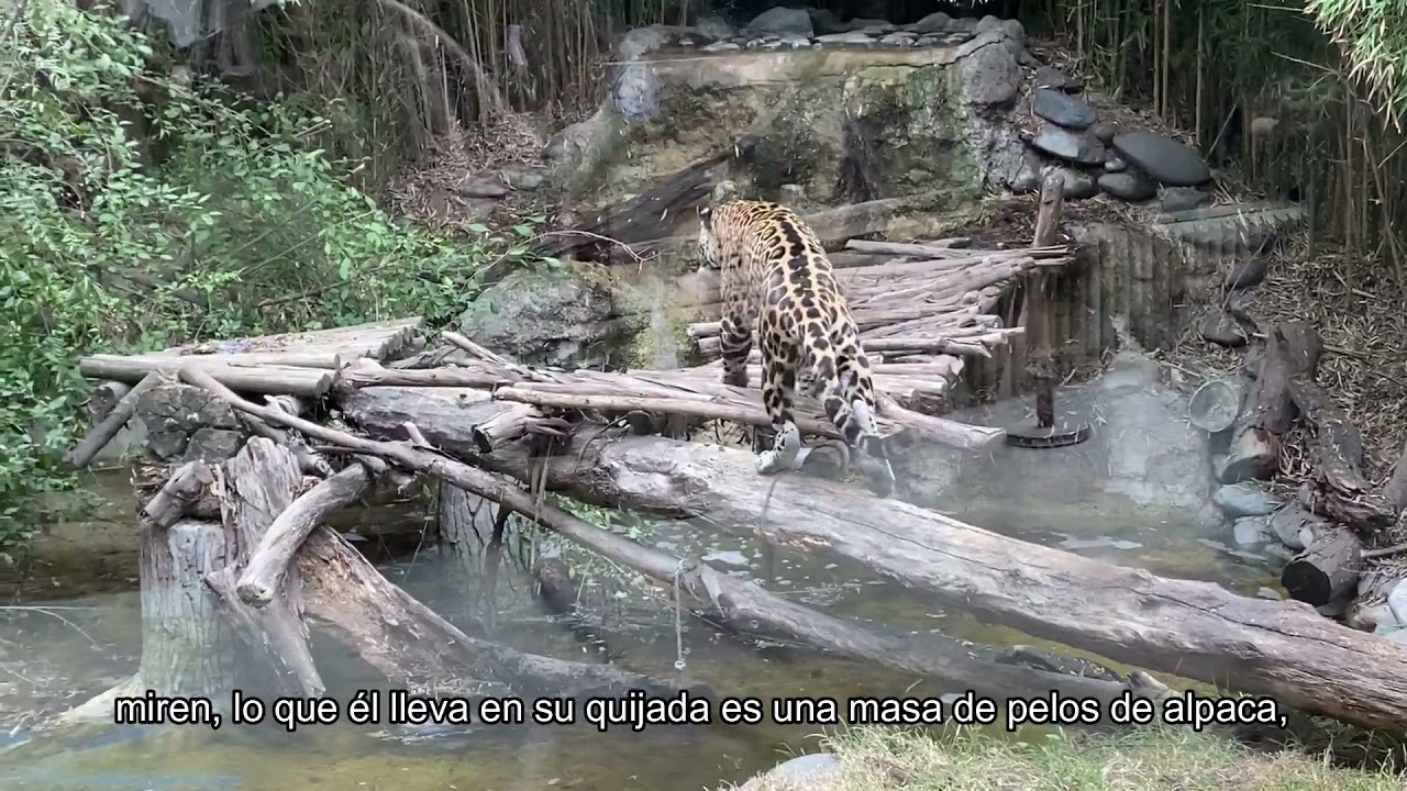 BUIN ZOO TE ACOMPAÑA EN CASA (Peche el jaguar de Buin Zoo) Parte 1