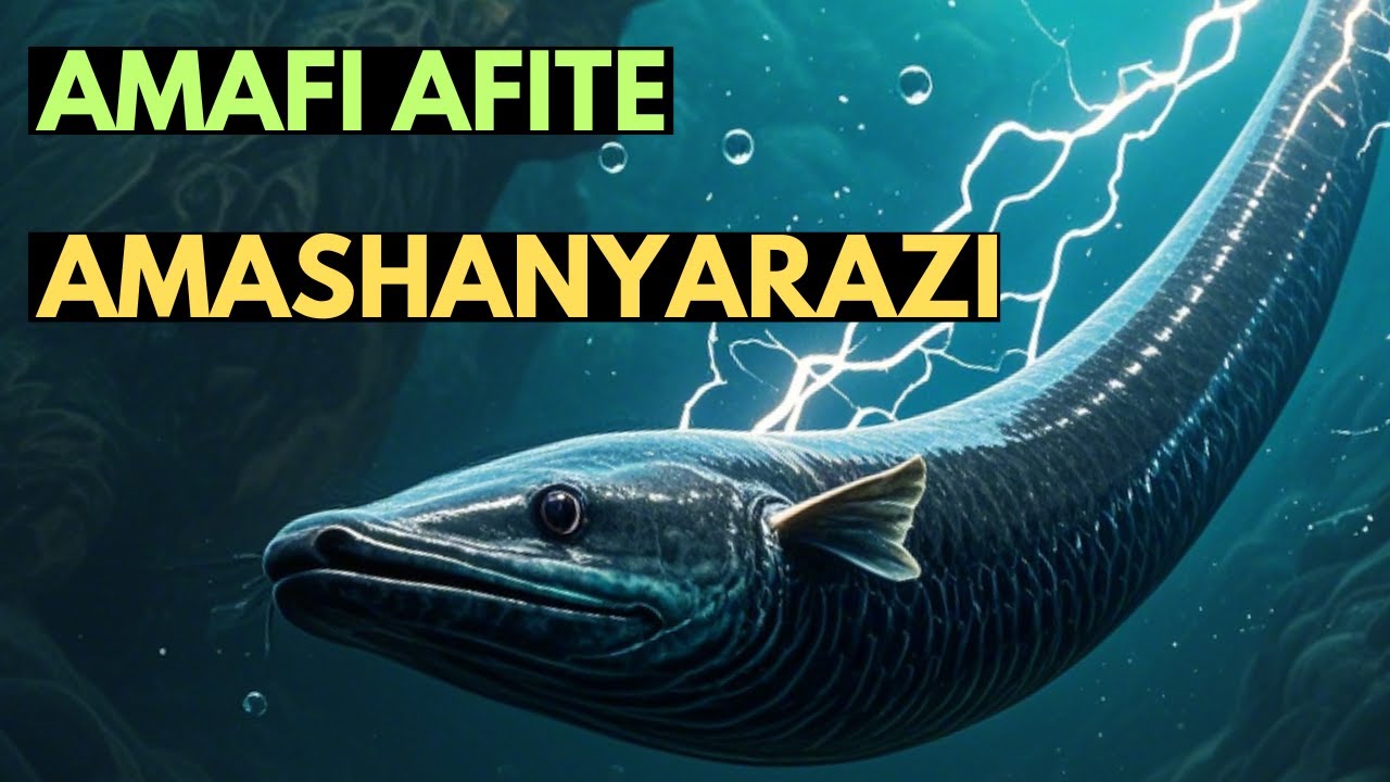 Amafi 7 afite amashanyarazi akoresha mu guhiga, kwirwanaho no gushyikirana.