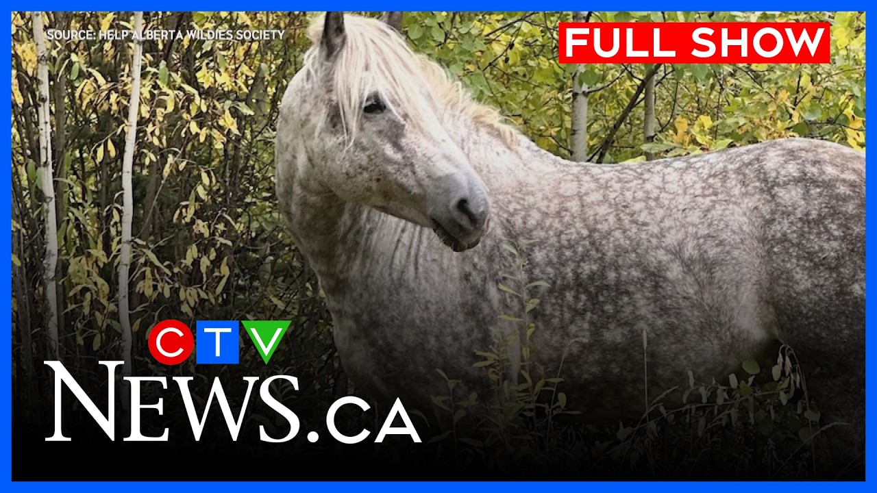 Вознаграждение в $35 000 за информацию об убийце дикой лошади | CTV News Edmonton в 11:30 от 10 и...