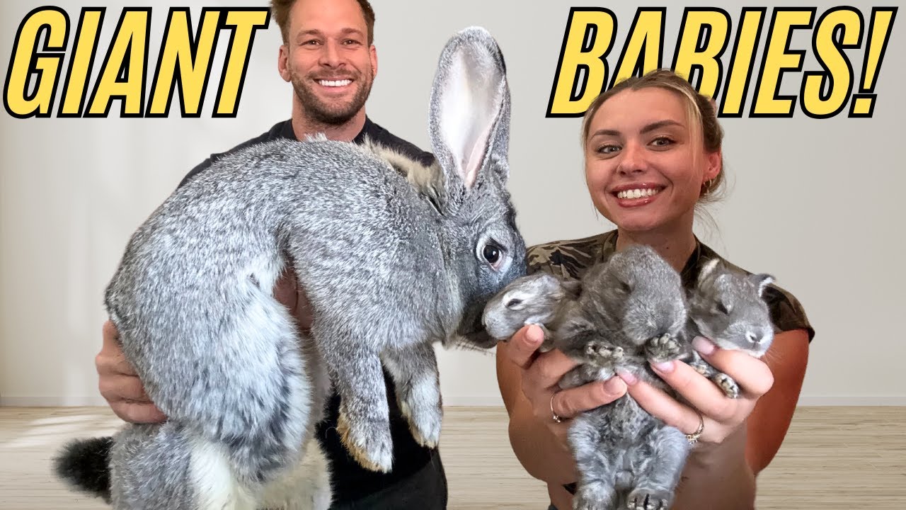 Meet My Giant Flemish Bunny and Her Adorable Babies!