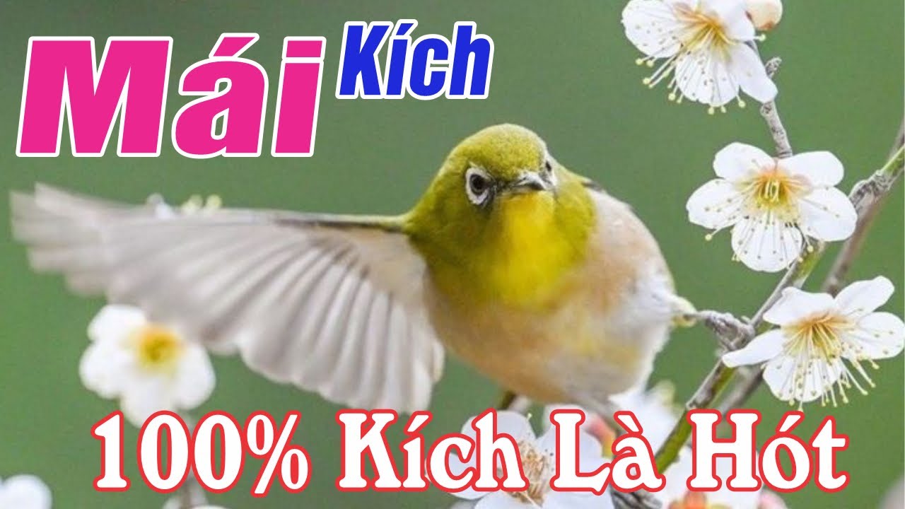 Khuyên Mái Kích Trống Nhanh Căng Lửa - Cách Kích Mộc Sổ Giọng Líu Căng | Kích Là Líu