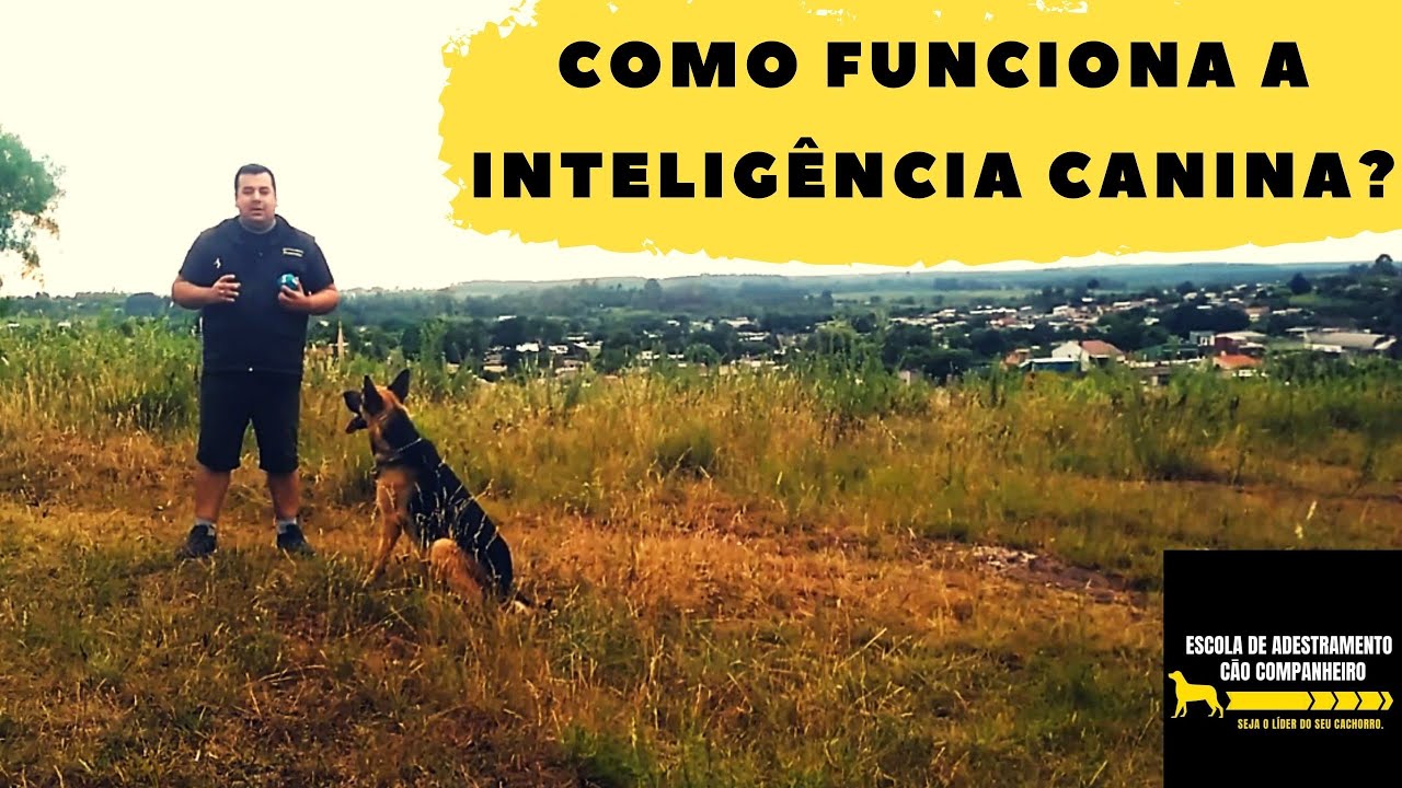 Como funciona a inteligência canina?