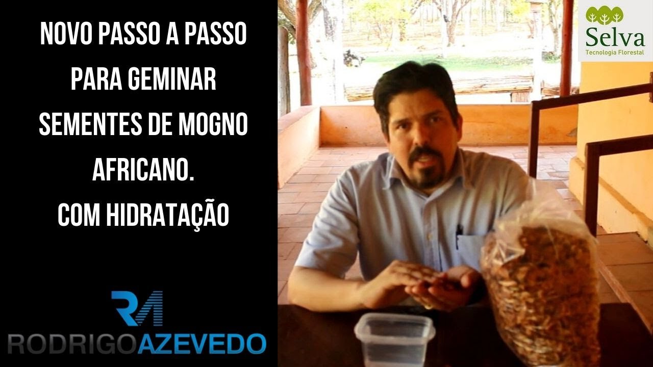 Passo a Passo para Germinar Semente de MOGNO AFRICANO, vers&atilde;o 2.