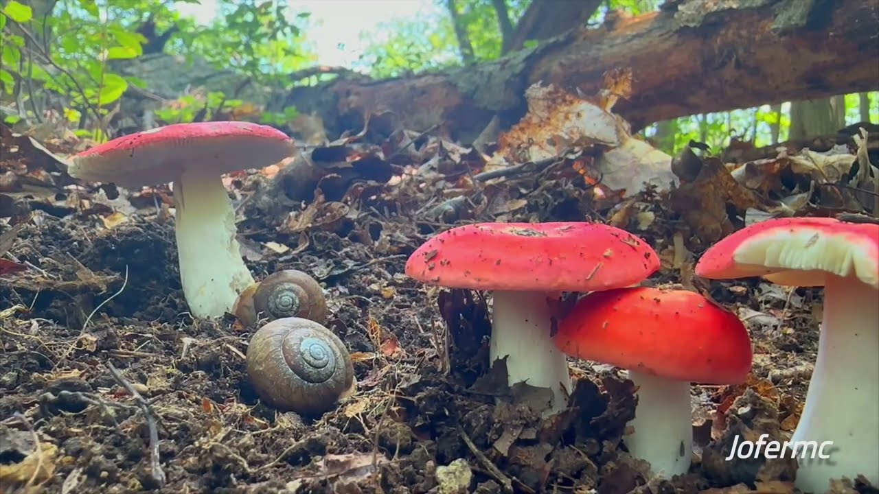Russula Emetica: The Sickener Mashroom