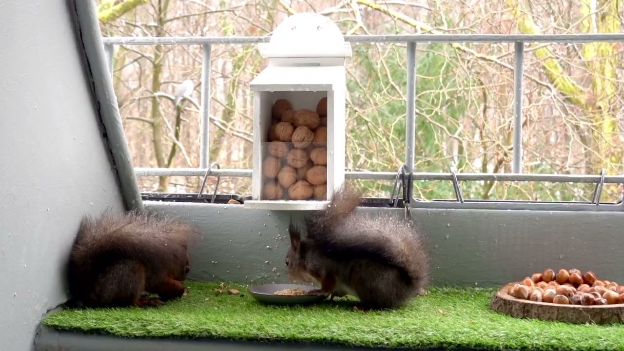 Zwei Eichhörnchen im Schneeregen