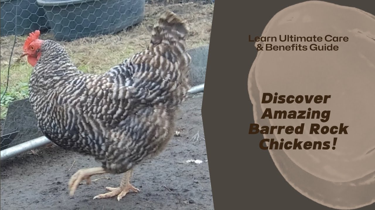 🐔 Discover the Amazing Barred Rock Chickens! 🐓 | Ultimate Guide to Care & Benefits 🌟 #BarredRock