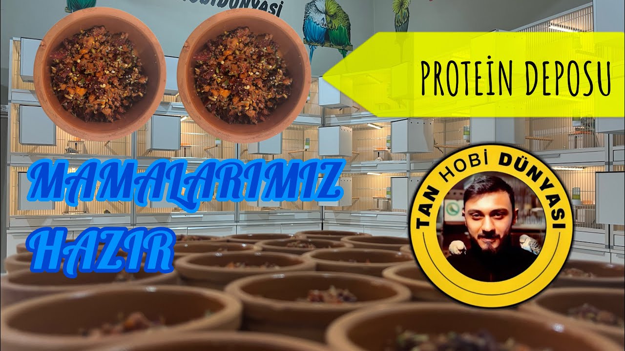 Protein deposu mamamız hazır… #muhabbetkuşuüretimhane #muhabbetkuşu #showjumbo #budgerigar #budgies 