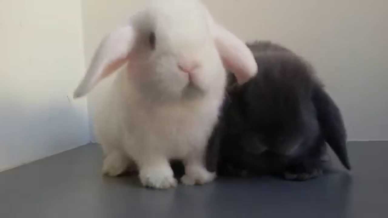 Cute baby bunny rabbit nose bumps camera