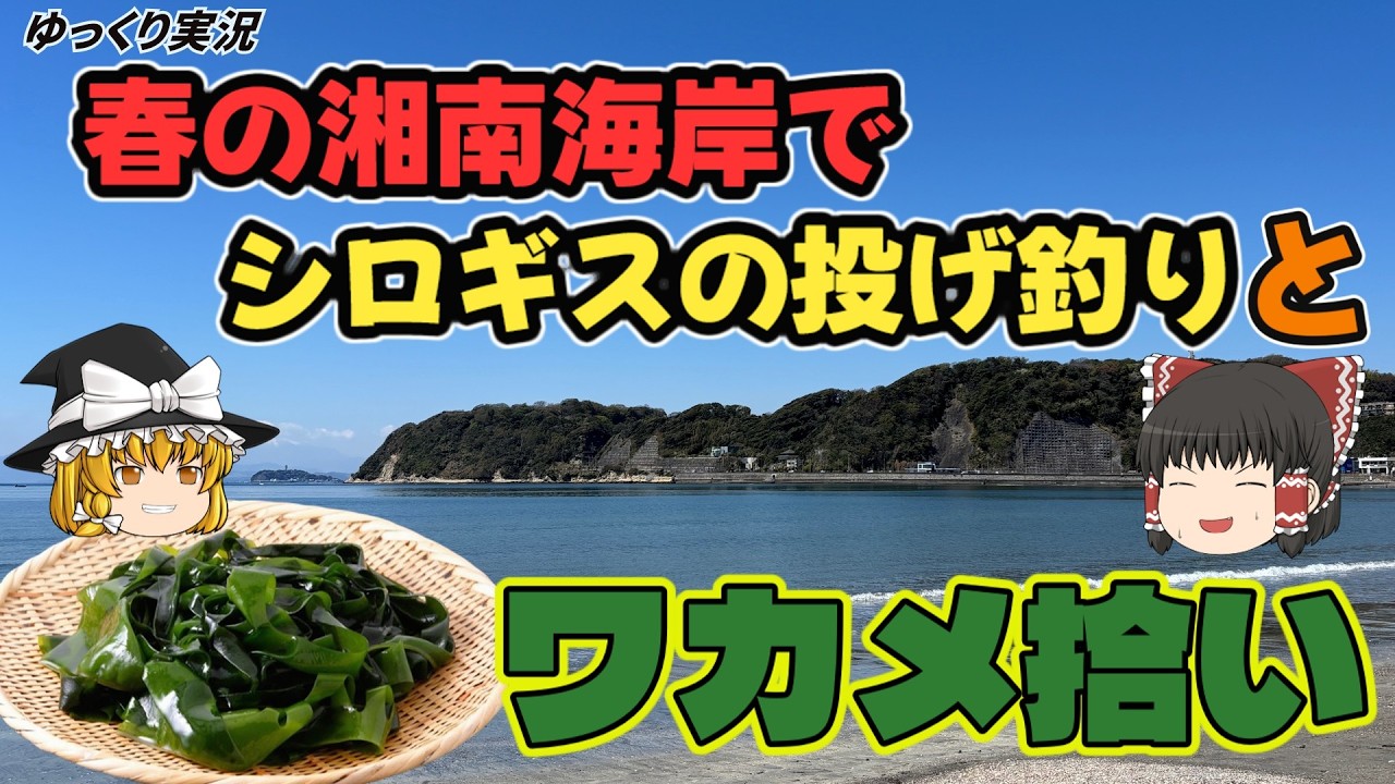 【ゆっくり実況】春真っ盛り！湘南の湾奥でシロギスの投げ釣りとワカメ拾い