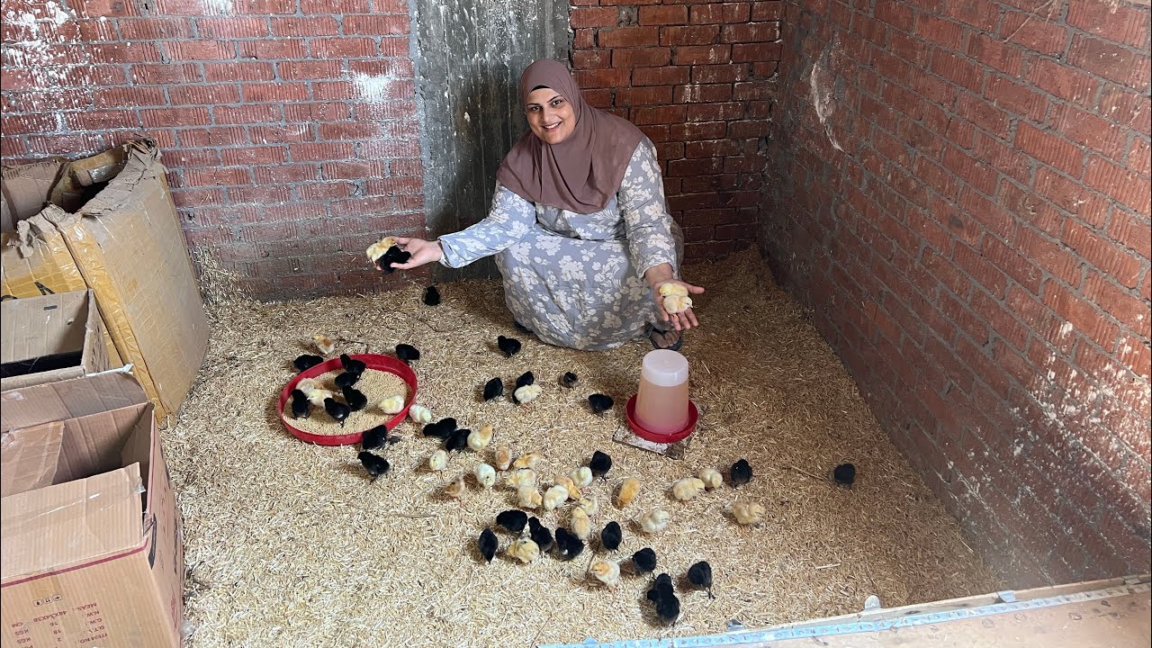 بيتي الجديد وش السعد🏡تعالوا شوفوا تجهيزاتي للفراخ البيضة 🐥🐣جاهزين يا أبطال💪#تربية_الفراخ_فى_البيت 