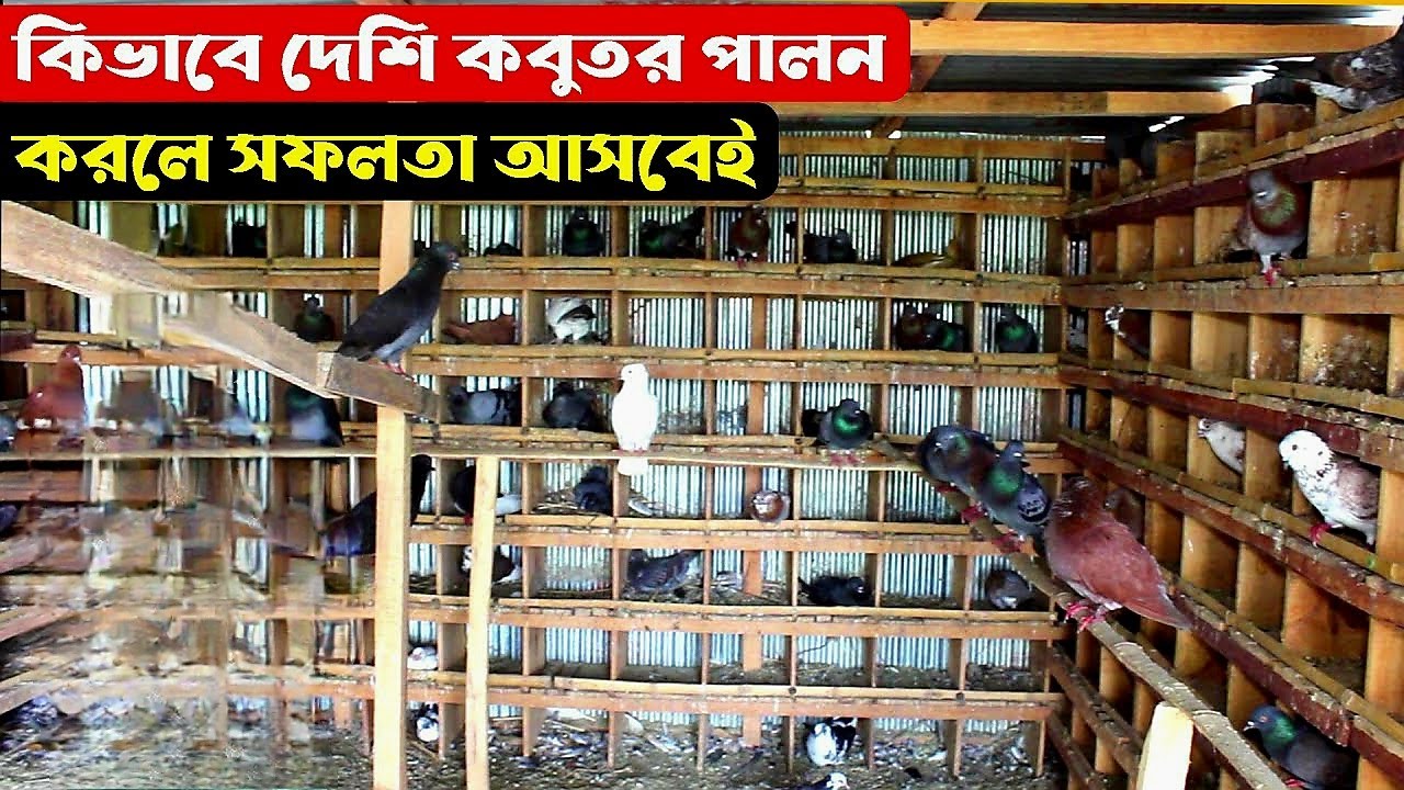 দেশি কবুতর পালনে লাভ বেশি হয় বললেন খামারি। Deshi Kobutor। Pigeon Farming- Village Career #কবুতরপালন