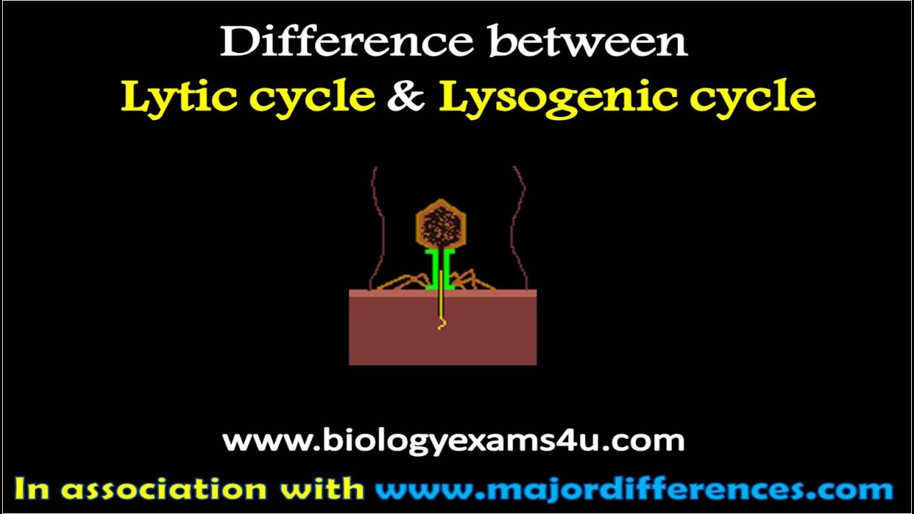 Difference between Lytic and Lysogenic cycle of Bacteriophage