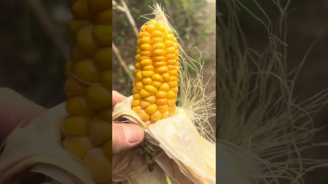 Bahçede güz döneminin son hasadını yaptık 🌽🫛