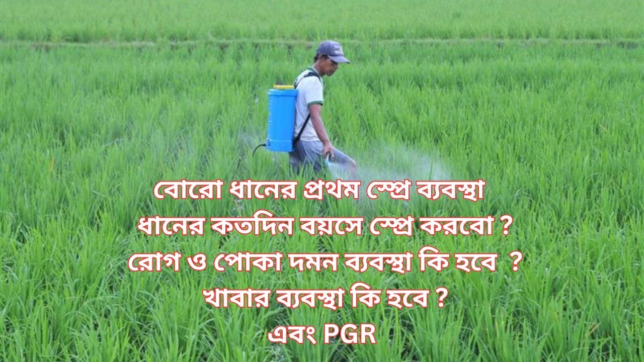 বোরো ধানের প্রথম স্প্রে কত দিনে করবো ? প্রথম স্প্রে তে কি কি ব্যবস্থাপনা রাখা প্রয়োজন  ?