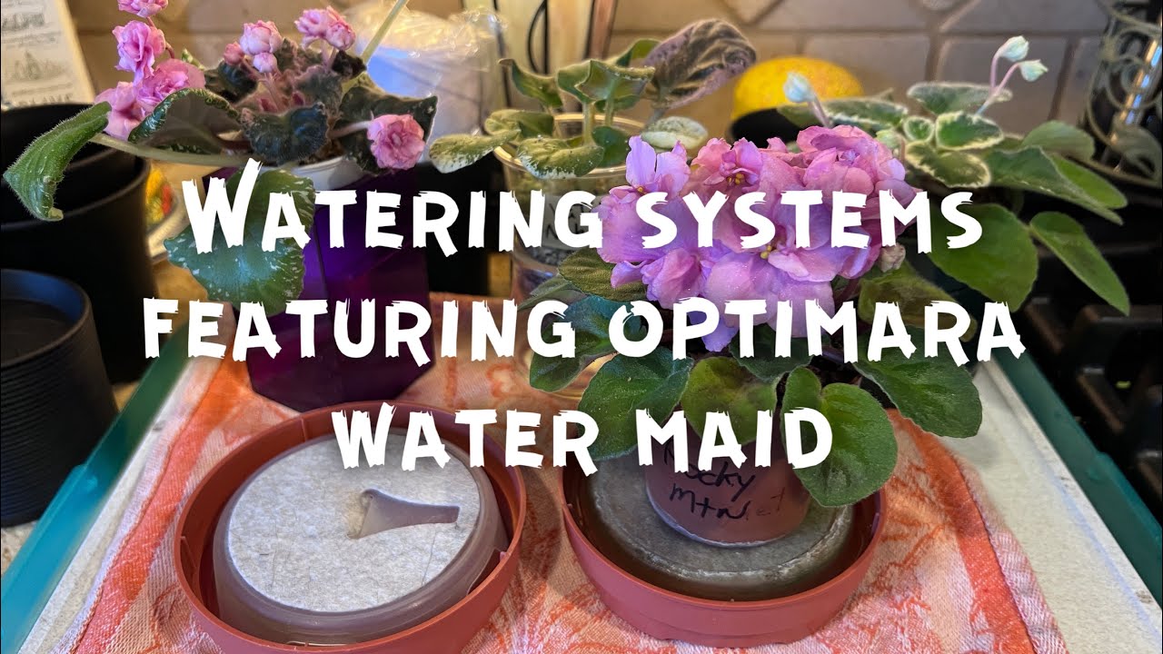 African Violet Watering with Water Maid