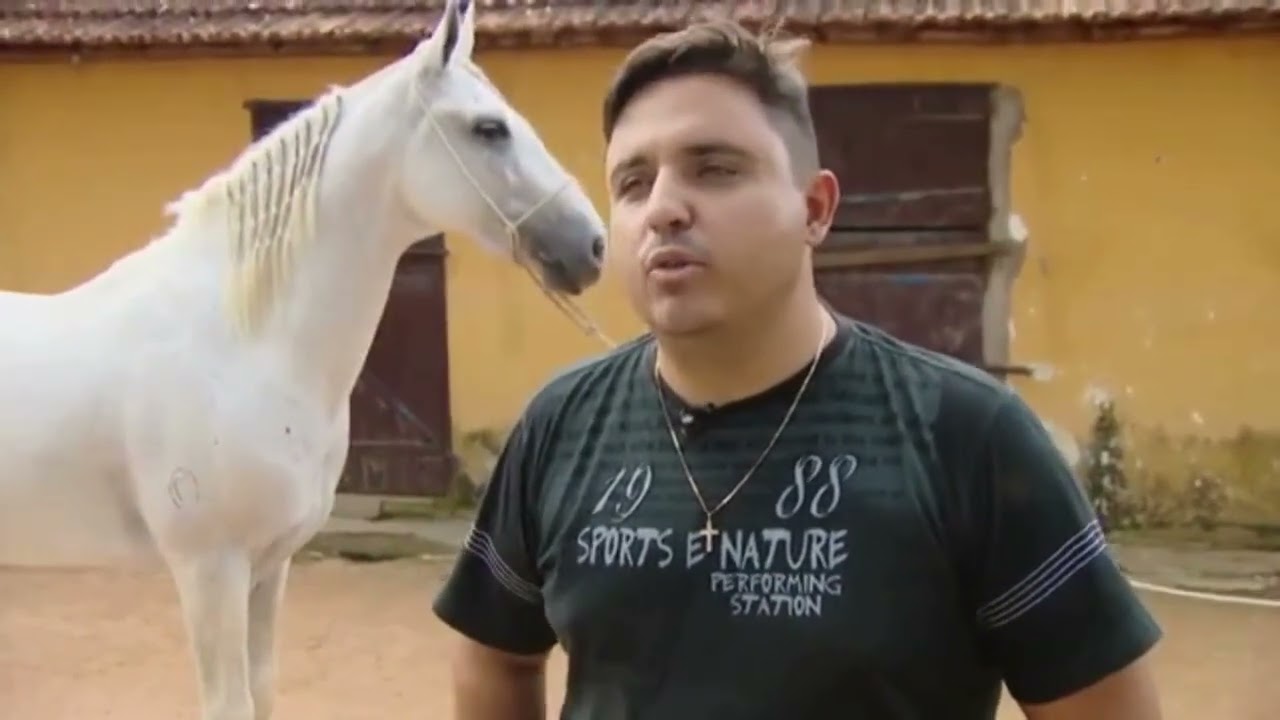 Como Comprar Cavalo Mangalarga Marchador #cavalosminhapaixão #cavalomangalargamarchador #cavaleiros