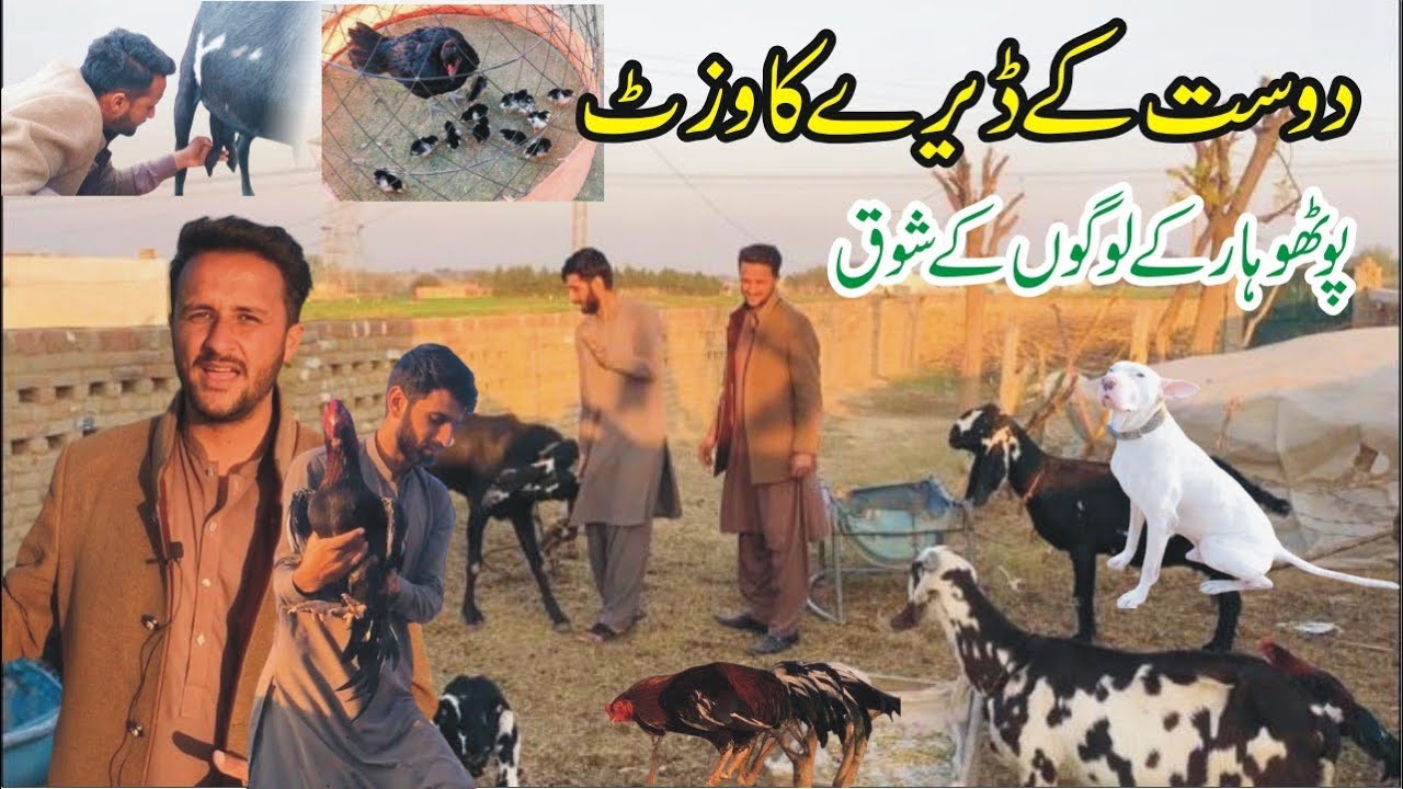 Pothwar Village Desi Dera || Visit to Goat Farm of Friend