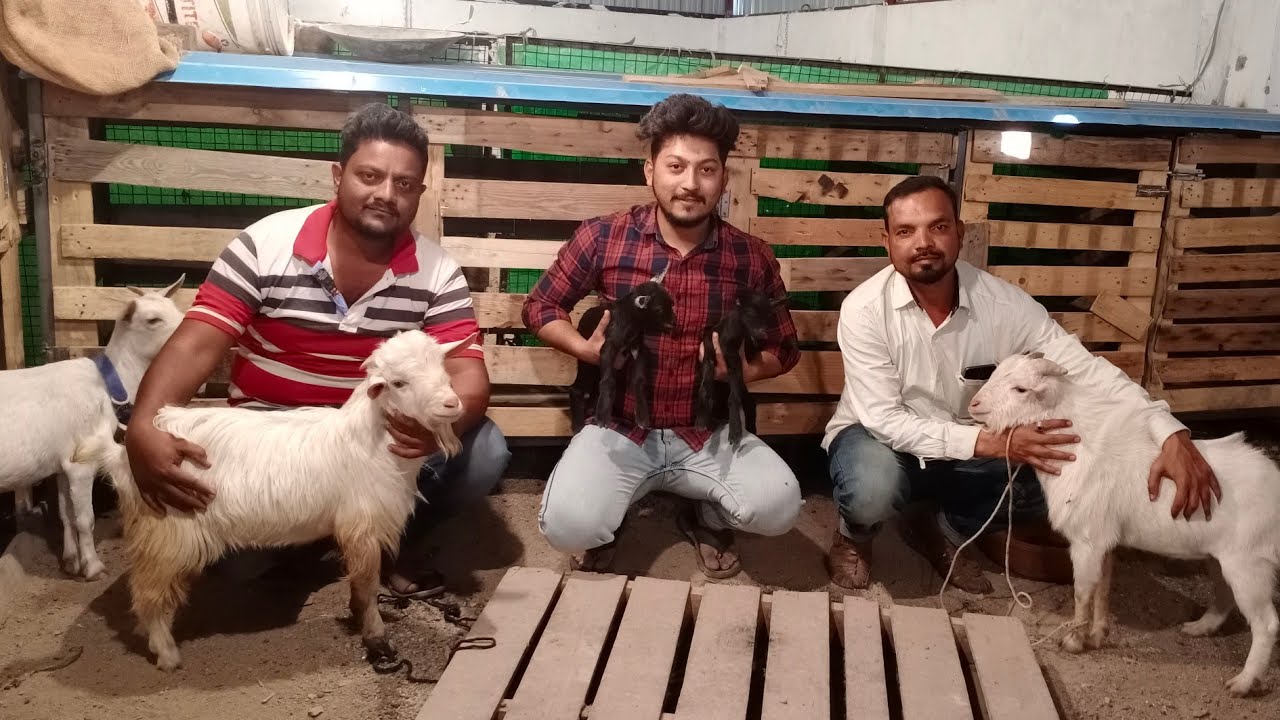 Quality Bantam Breeding Setup of I.S.F Goat Farm Aurangabad Maharashtra