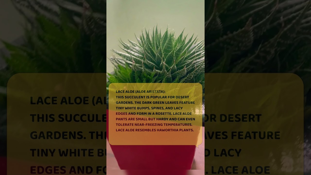 Lace Aloe vera!! Benefits of aloevera #plants #youtubeshorts #information #tree #beauty #aloevera