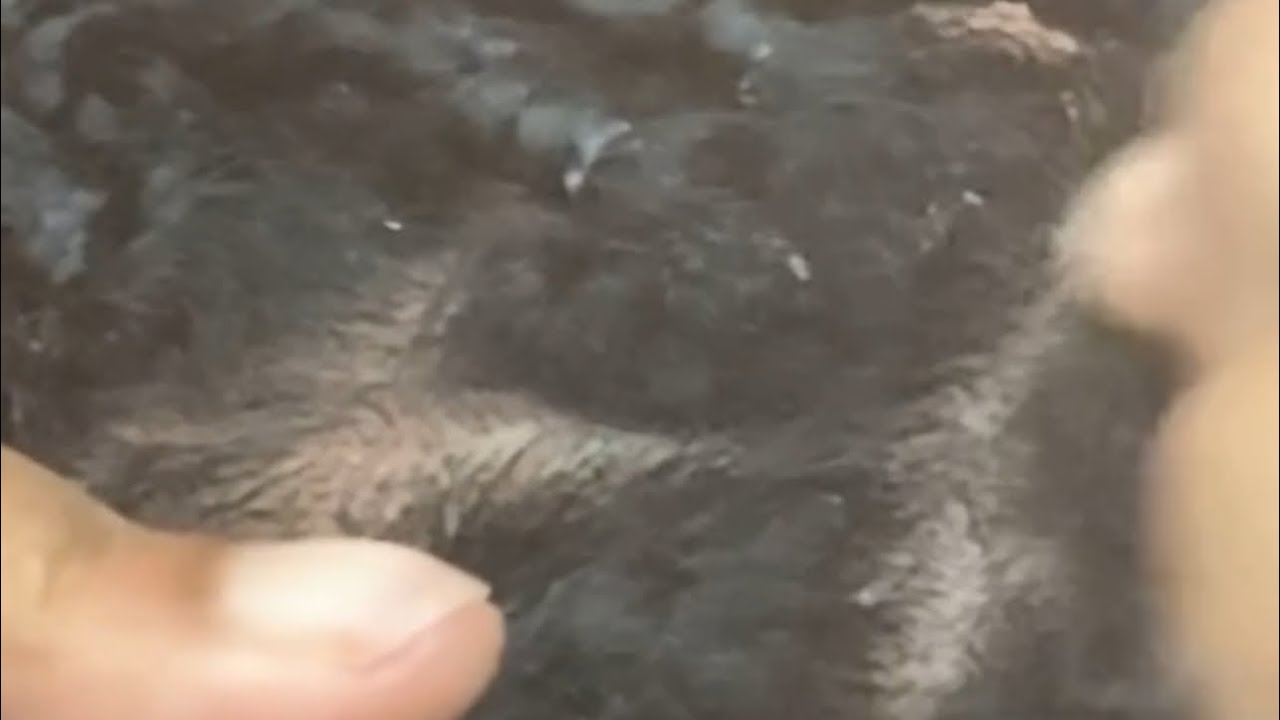 NEW VIDEO ALERT ❗️Dandruff scratching - comb&finger removal 😁 