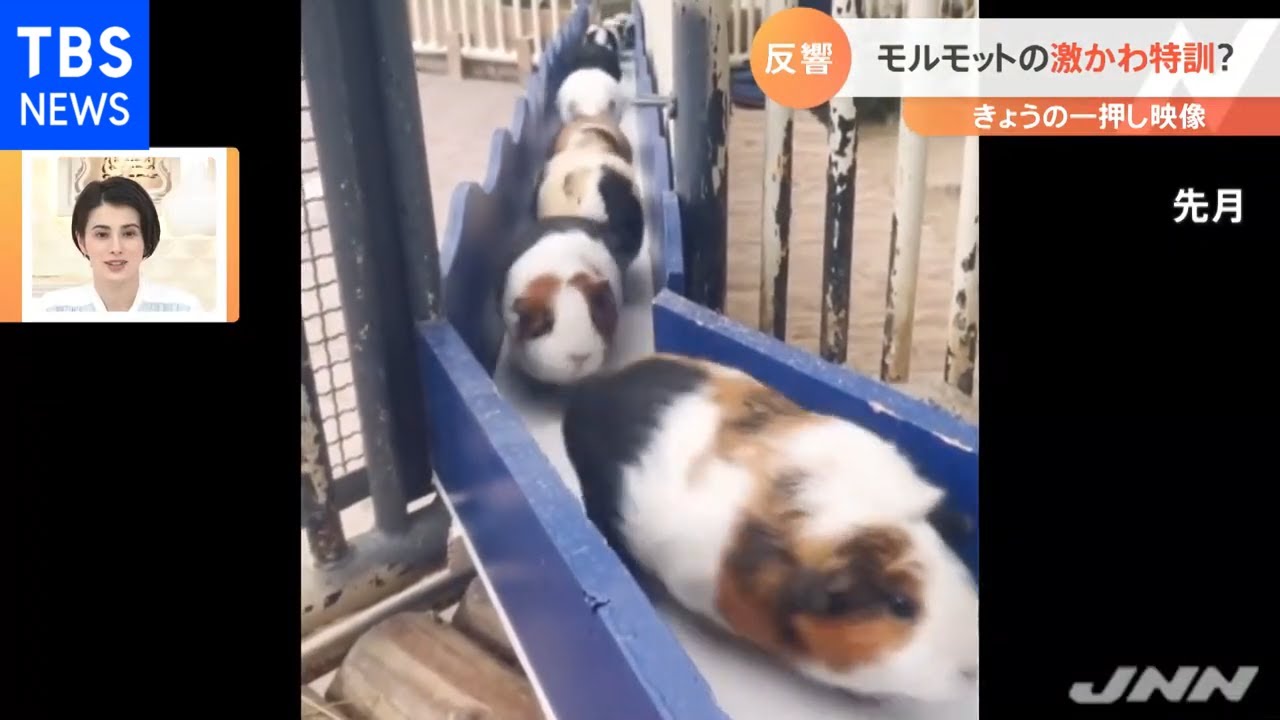 モルモットの大行列【Nスタ】