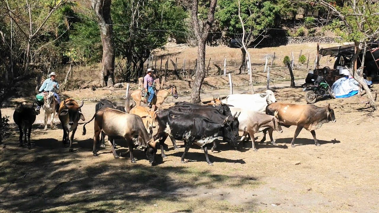Feria Ganadera de Cerro de Peña, Polorós Una Tradición Viva