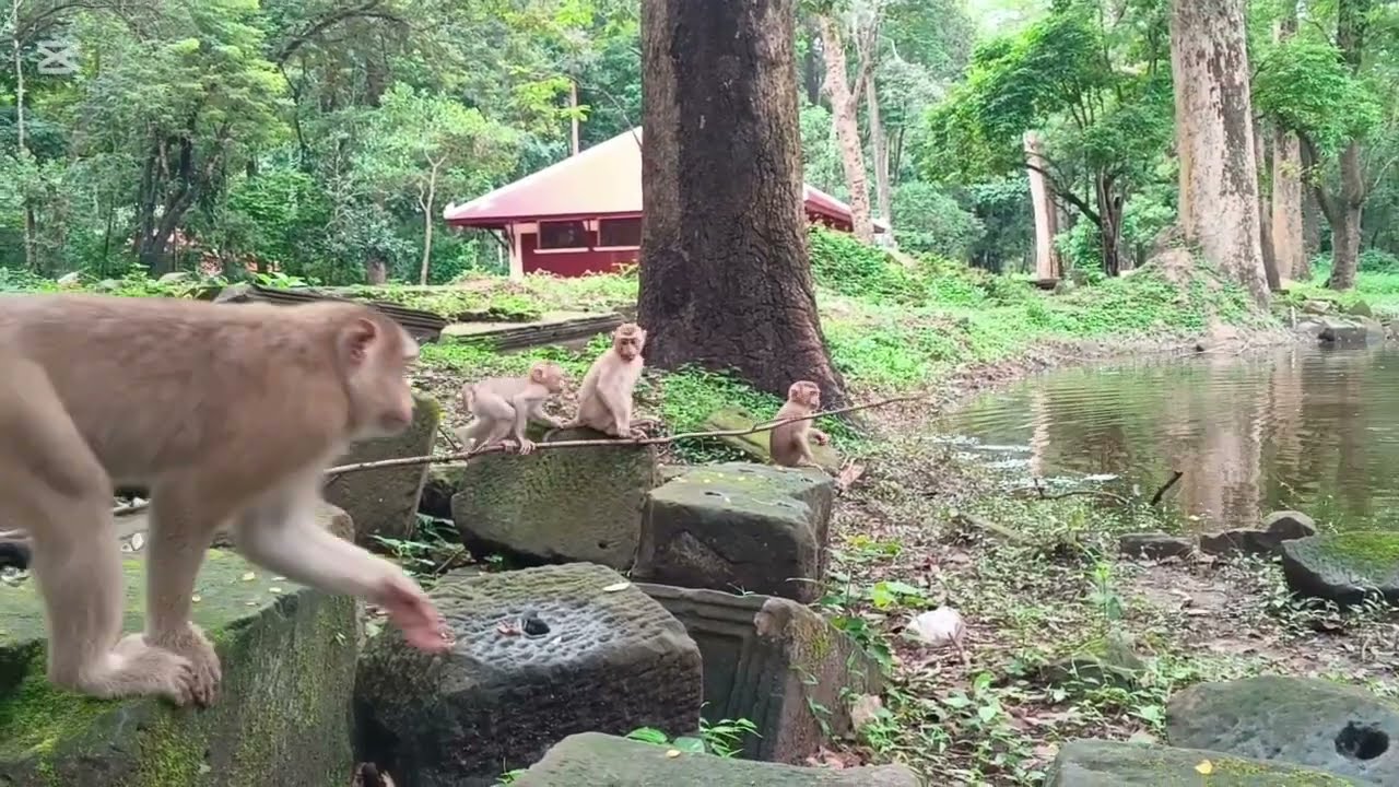 A crazy monkey 🤣🐵 is stealing some stuff, @Angielika_1404 