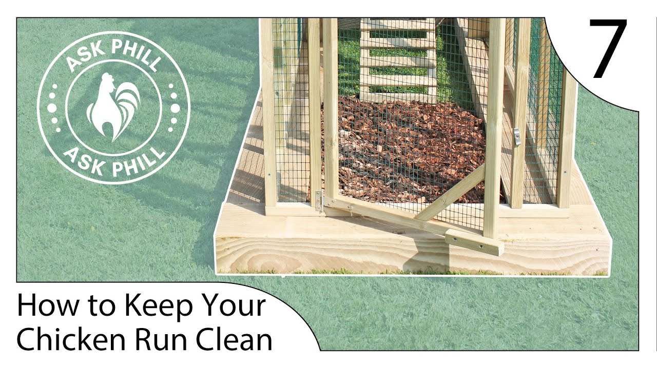 How to Keep Your Chicken Run Clean - Ask Phill 7