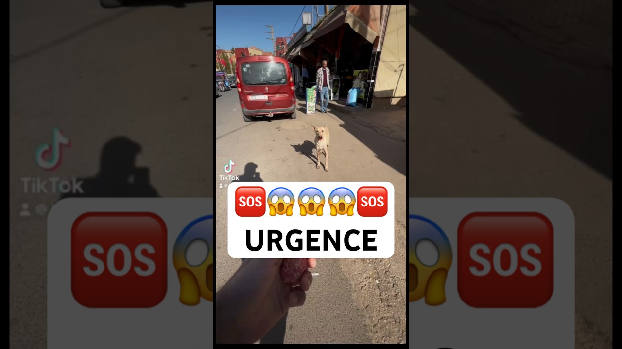Ces chiens affam&eacute;s m&rsquo;ont bris&eacute; le c&oelig;ur. Sauvetage d&rsquo;urgence. #animals #animal ￼