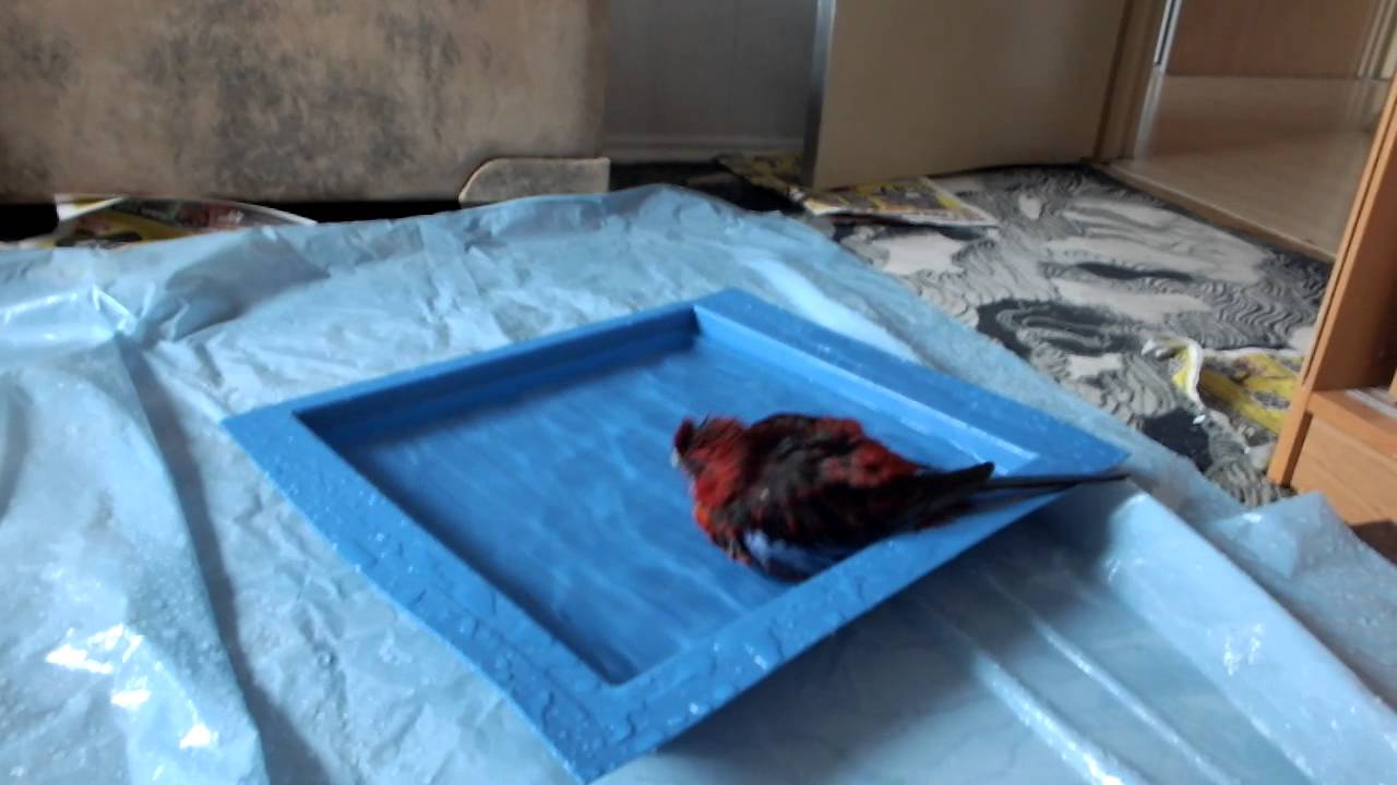 Rosella Crimson take a bath