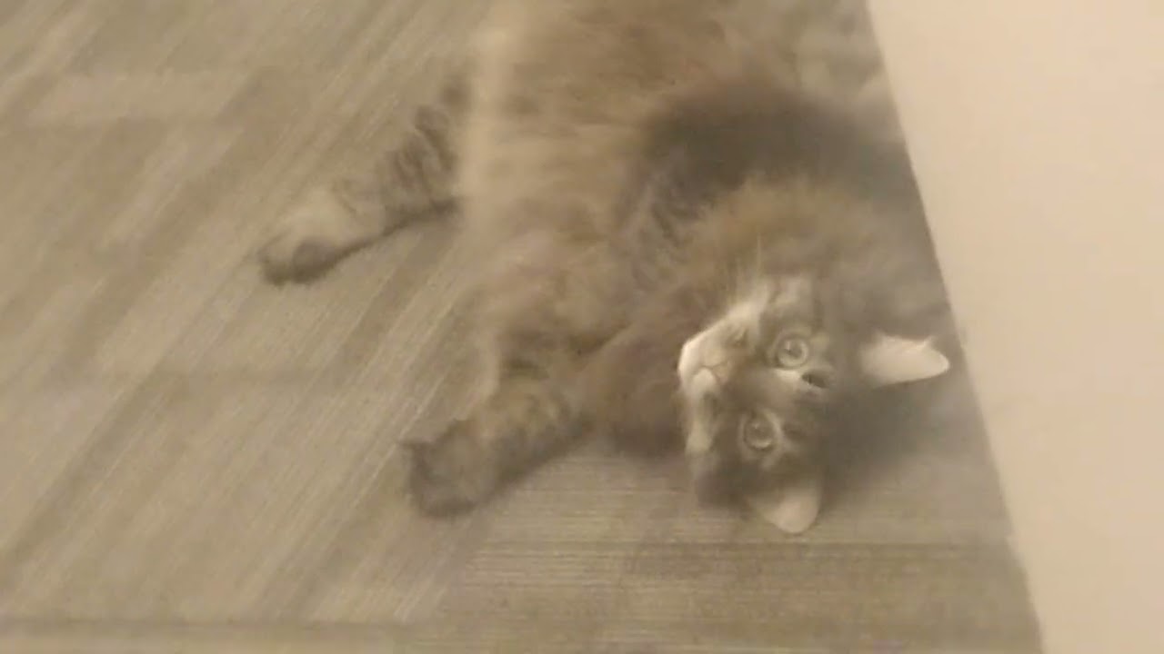 ROCKIN & ROLLIN when he should be PATROLLIN'? Mr. Wubbins only PURRtends to let his GrrrrrAURD DOWN