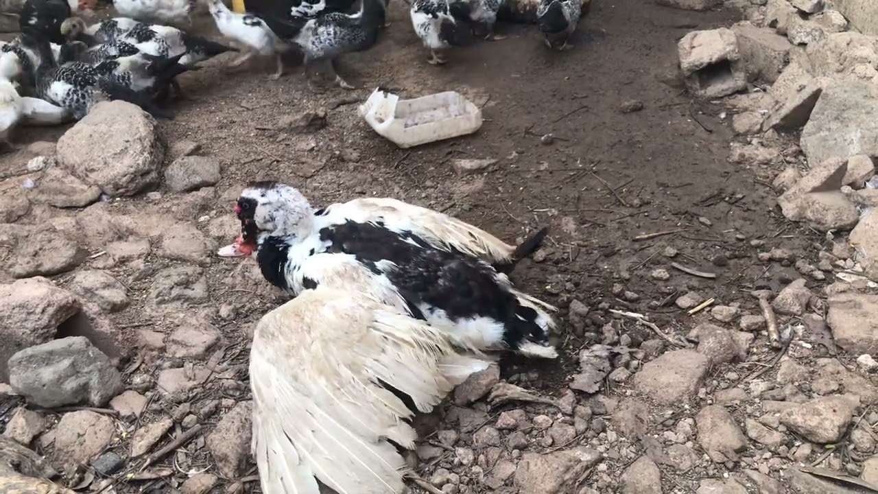 Accouplement de canard barbarie