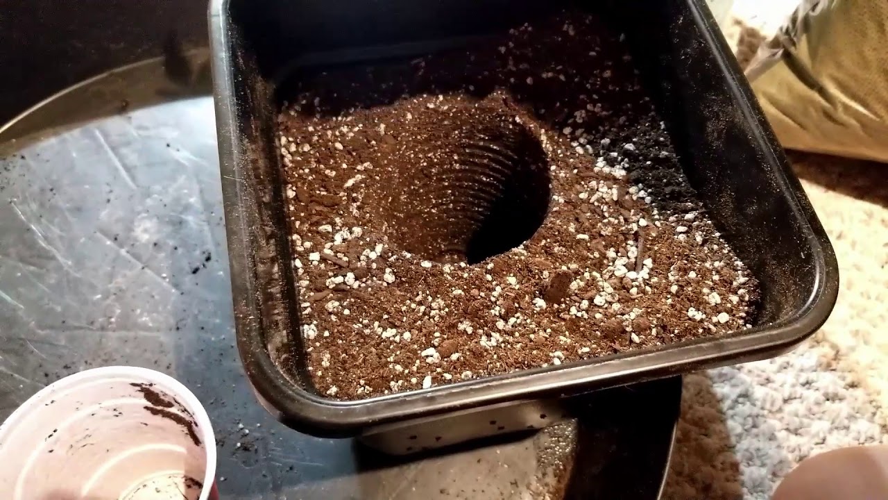 Transplanting A Peanut Butter N' Chocolate Seedling - Organic MMJ