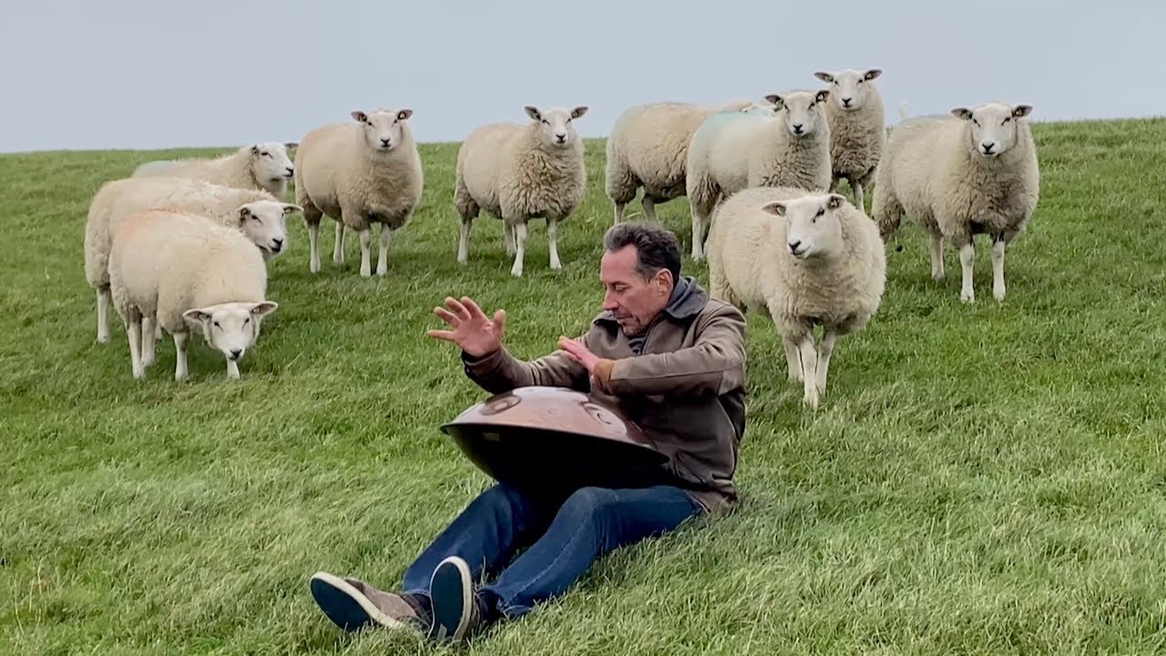 Handpan tussen de schapen op Terschelling (Wabi Sabi)