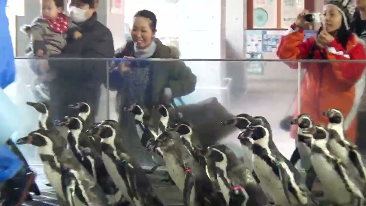 長崎ペンギン水族館 フンボルトペンギンのエサヤリ (2014.2.16)