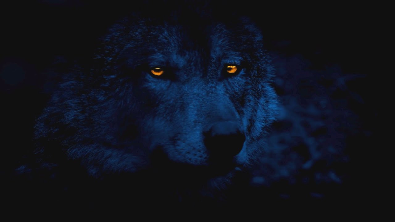 Sign Of The Wolf - 