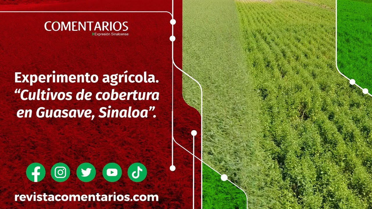 Siembra y manejo de cultivos de cobertura | Abono verde en Sinaloa 🌱