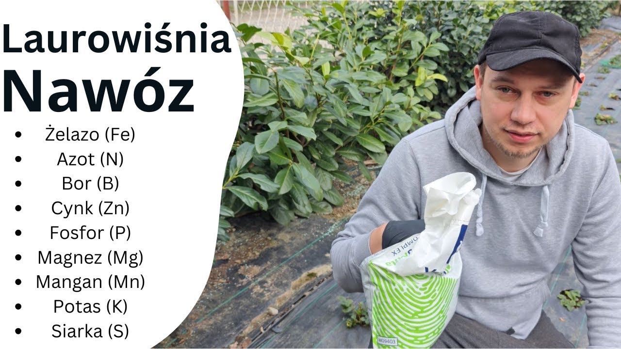 Jak nawozić laurowiśnie? Sprawdź, kiedy dać pierwszy naw&oacute;z