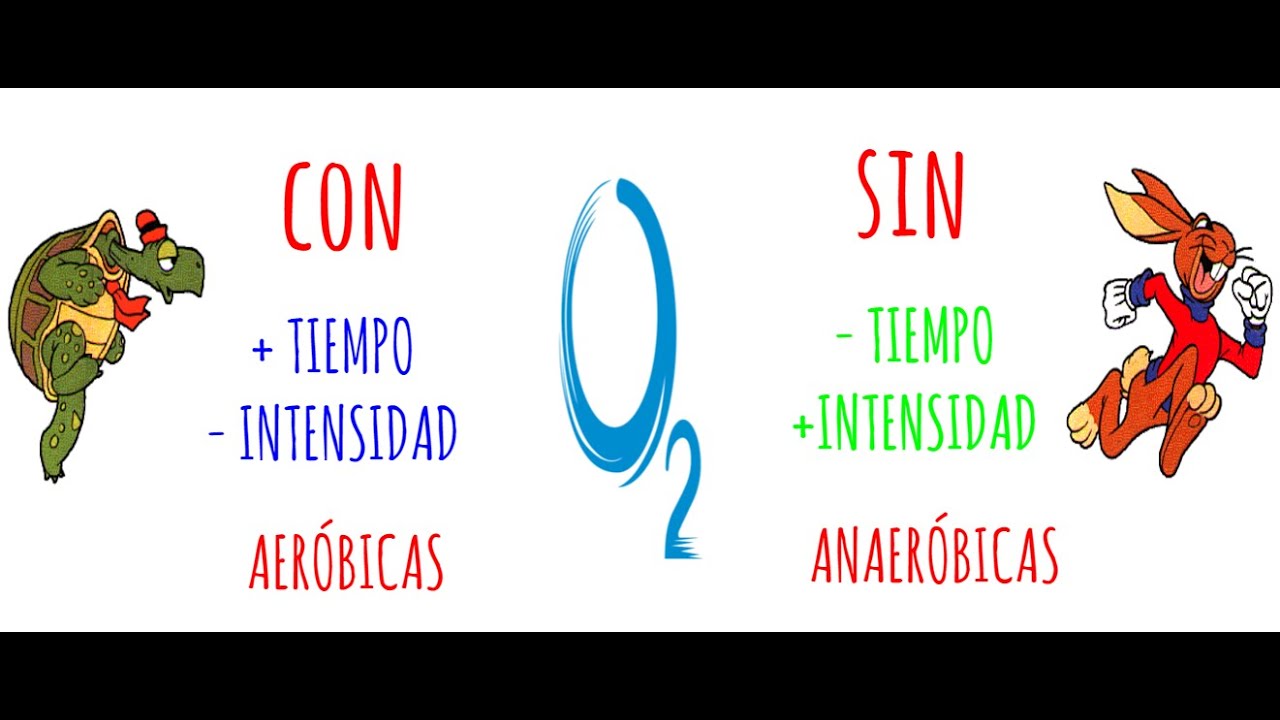 Sistemas metabólicos para la obtención de energía