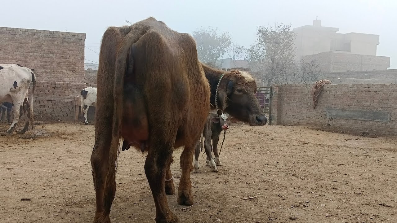 Top class beautiful pure neeli Ravi buffalo far Sal in punjab Pakistan on YouTube,,17,1,2026